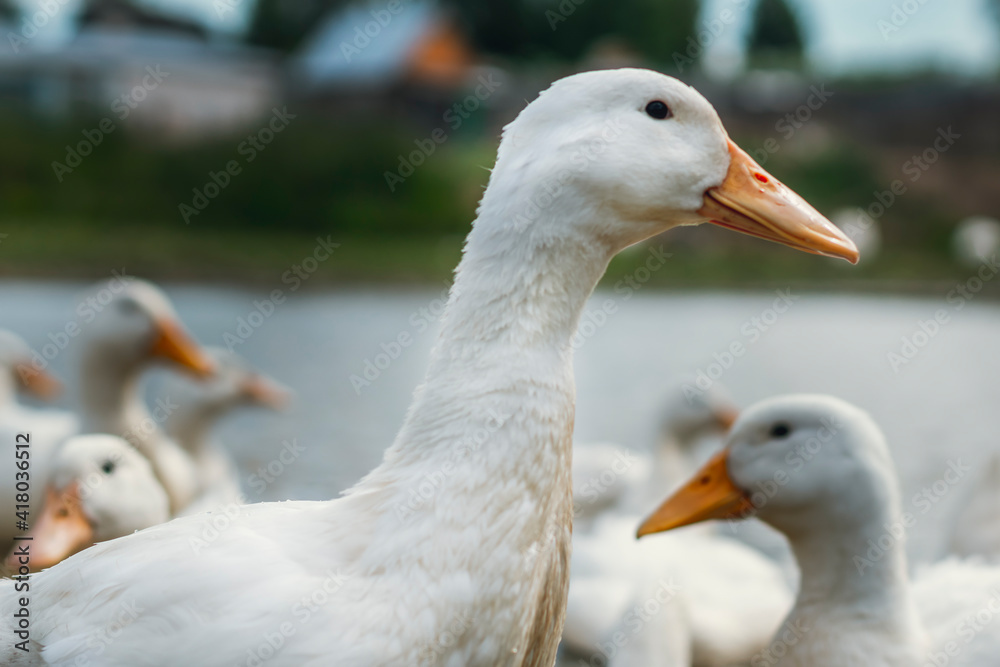 A duck stands in profile in the foreground, against the background of a flock of ducks and a farm A duck stands in profile in the foreground, against the background of a flock of ducks and a farm