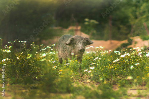 Pig of the Hungarian mangalitsa walk in a meadow among daisies. Piglet in a field among green grasses