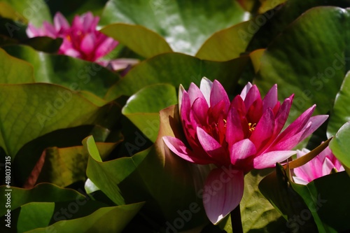 Beautiful waterlily or lotus flower is complimented by the rich colors.