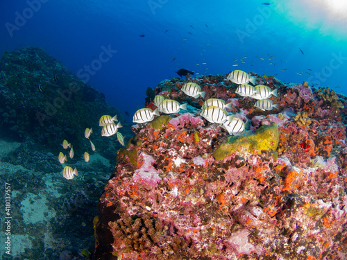 School of Convict tang in a coral reef (Rangiroa, Tuamotu Islands, French Polynesia in 2012) photo