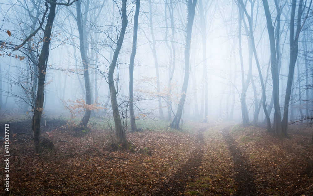 Foggy forest with path in winter - obrazy, fototapety, plakaty 