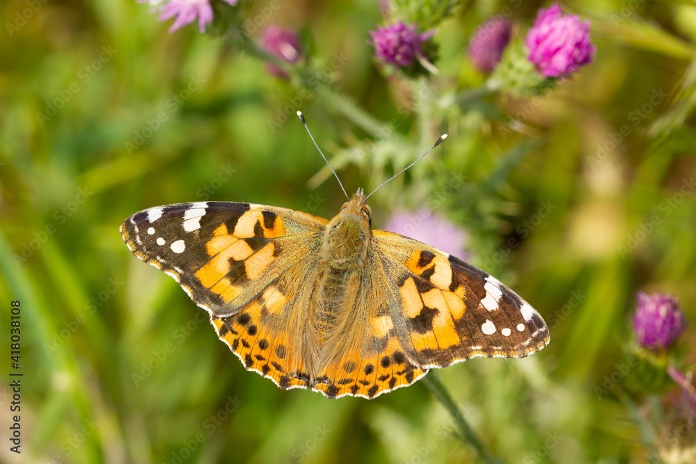 Painted lady ( Vanessa cardui), orange butterfly with black spots on the wings on the flower Painted lady ( Vanessa cardui), orange butterfly with black spots on the wings on the flower