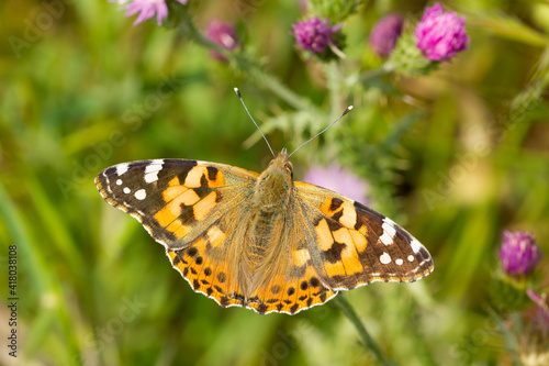 Painted lady ( Vanessa cardui), orange butterfly with black spots on the wings on the flower © Carlos