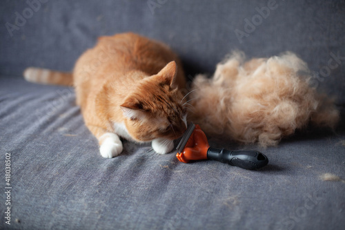 a ginger cat on a gray couch next to a pile of his fur after combing out and sniffs a furminator. Seasonal molt