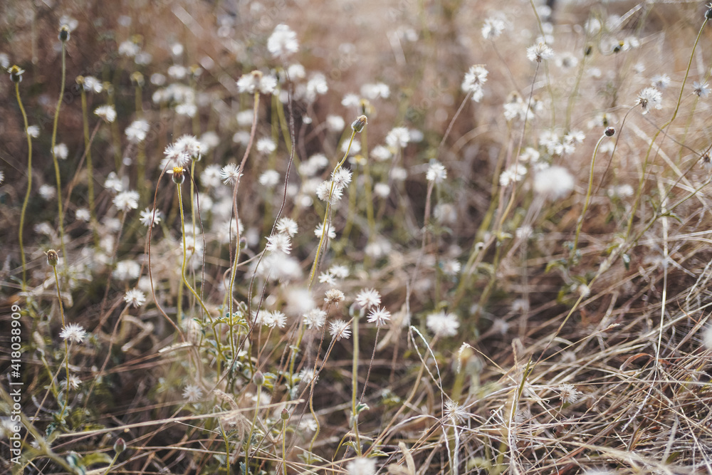 dry mexican daisy flower field 