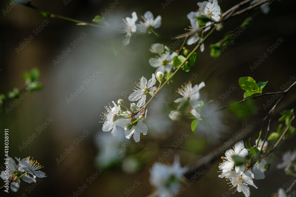 Arbre en fleurs