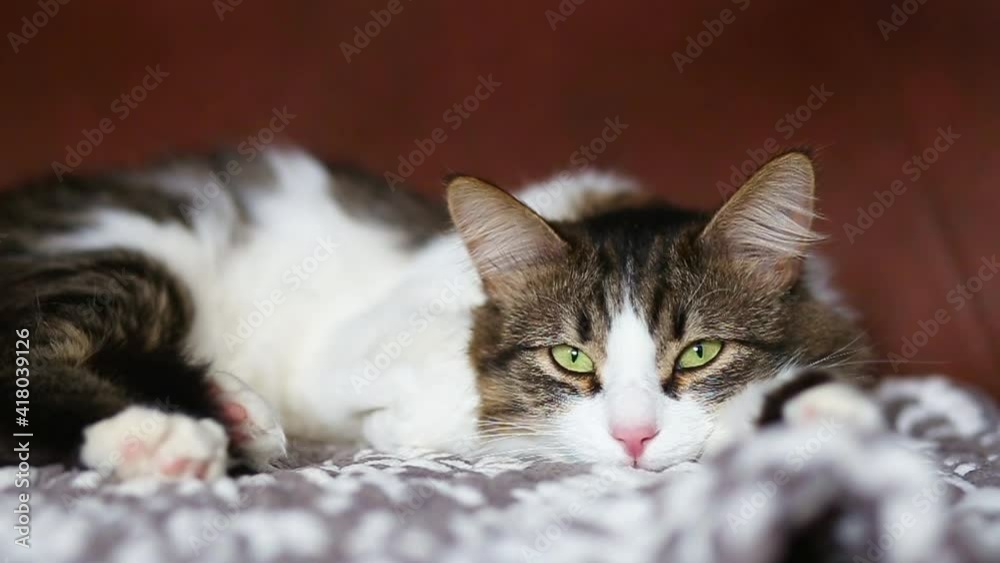 A beautiful domestic cat lies on the couch and falls asleep. Fluffy cat sleeping on the couch A beautiful domestic cat lies on the couch and falls asleep. Fluffy cat sleeping on the couch