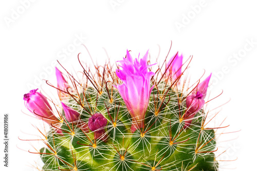 Close up of cactus flower isolated on white