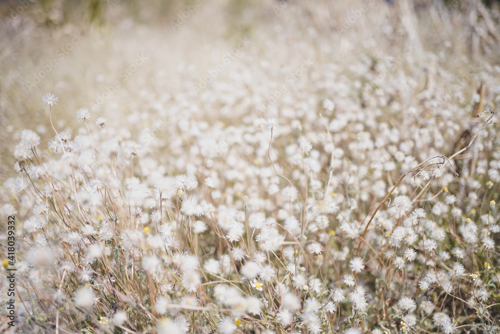 dry mexican daisy flower field dry mexican daisy flower field