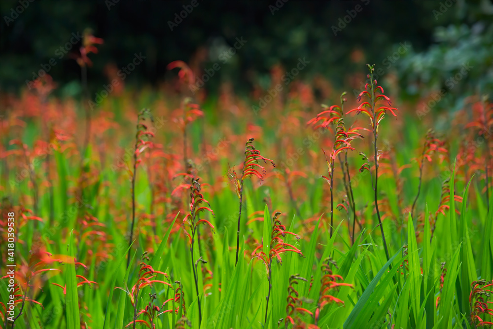 Crocosmia (Montbretia) on a sunny day in south of France in spring Crocosmia (Montbretia) on a sunny day in south of France in spring