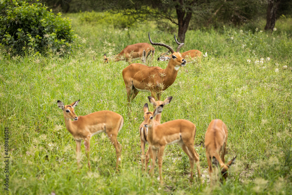 Group of impala image taken on Safari located in the Tarangire, National park, Tanzania. Group of impala image taken on Safari located in the Tarangire, National park, Tanzania.