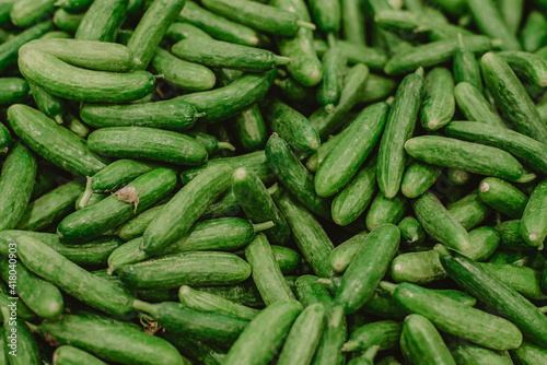 Fototapeta Naklejka Na Ścianę i Meble -  Green cucumbers for background with noise and grains films