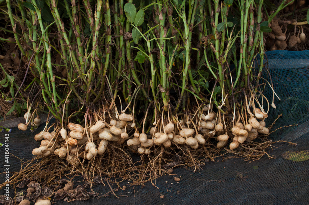 Fresh peanuts plants with roots plants harvest of peanut plants. Fresh peanuts plants with roots plants harvest of peanut plants.