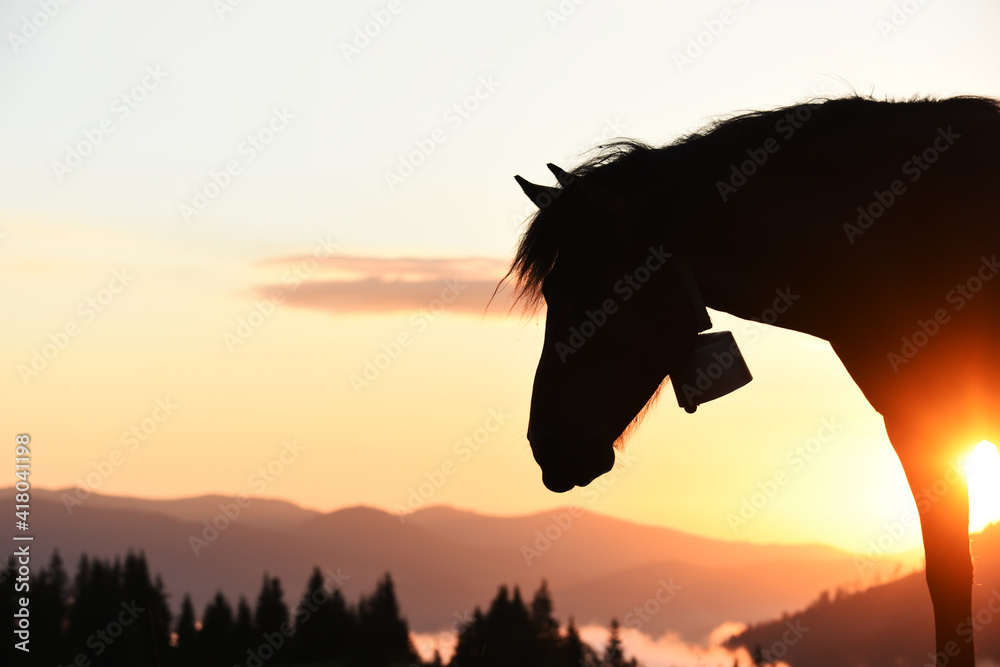 Silhouette of a horse grazing in a meadow in the dawn light in the mountains.
