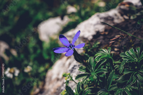 violet-blue alpine plant Gentiana verna blooms in the middle of the rocks on Mount Krippenstein. conspicuous vivid blue. Austrian alpine plant. Biodiversity. photo