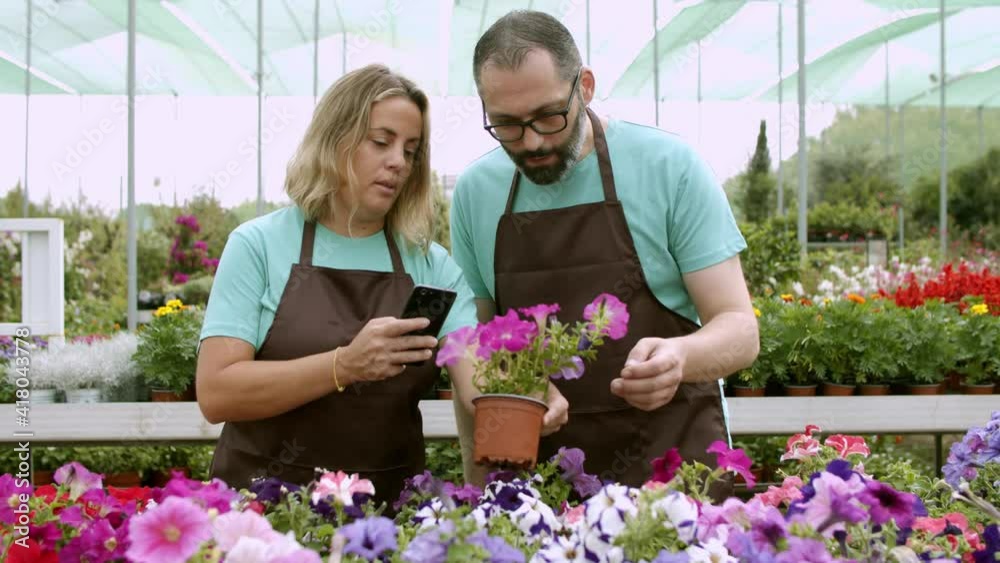 Two serious gardeners taking photo of petunias. Blonde woman holding phone, shooting flower and talking with male florist in greenhouse. Front view. Gardening activity and digital technology concept Two serious gardeners taking photo of petunias. Blonde woman holding phone, shooting flower and talking with male florist in greenhouse. Front view. Gardening activity and digital technology concept