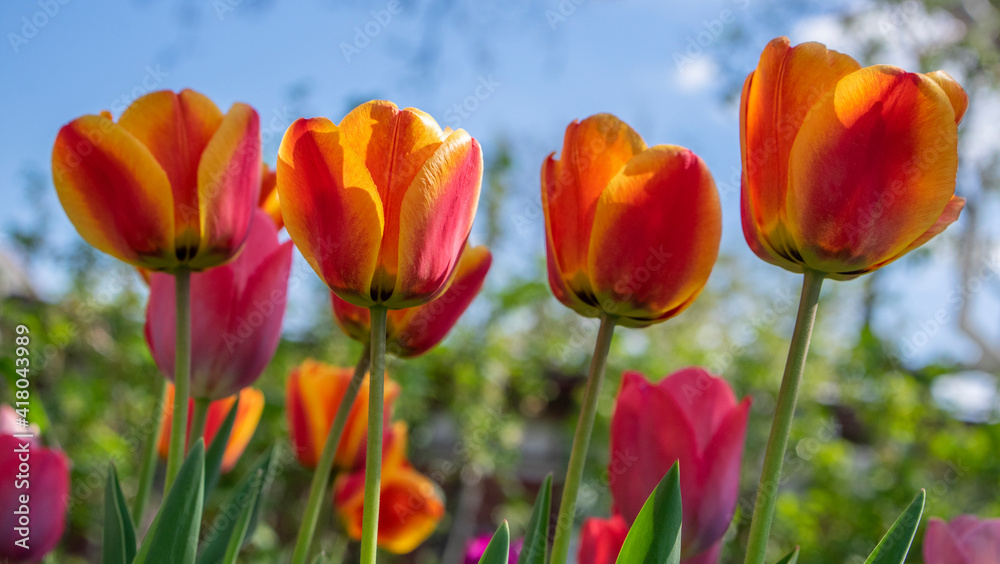 Fototapeta premium Amazing garden field with tulips of various bright rainbow color petals, beautiful bouquet of colors in sunlight daylight