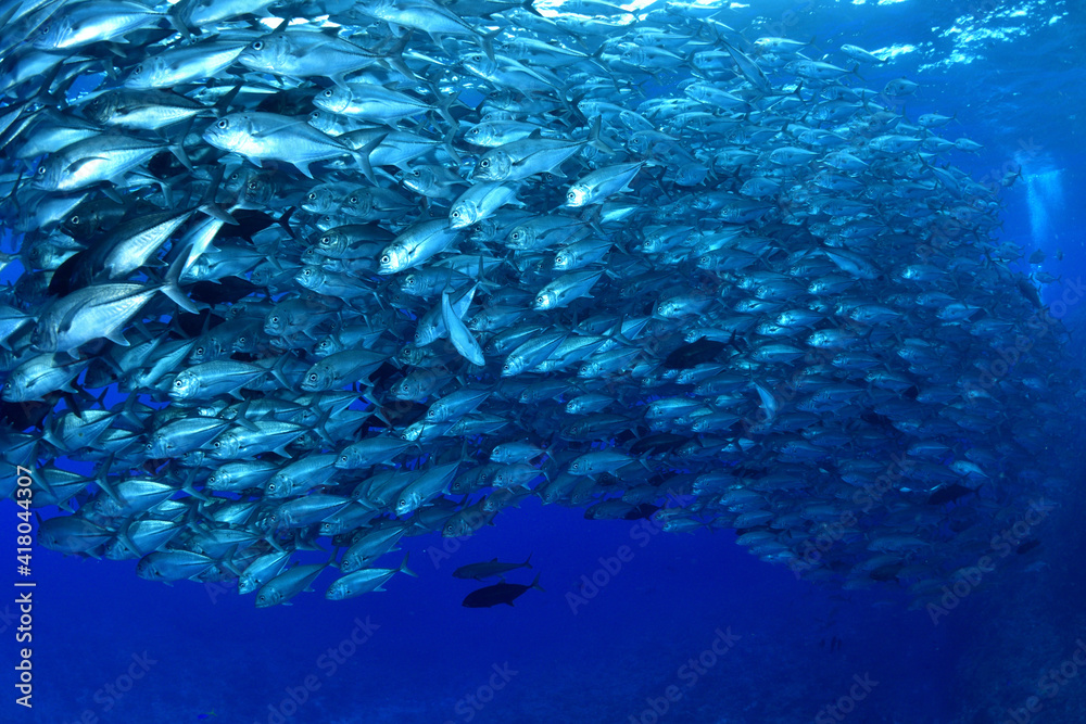 Fototapeta premium 沖縄。粟国島のギンガメアジの群