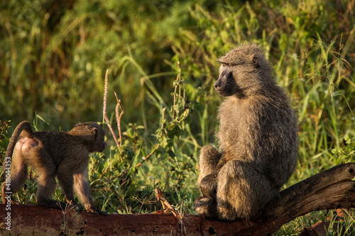 Baboons monkey family on the field during safari in National Park of Serengeti in Tanzania. Wild nature of Africa © danmir12