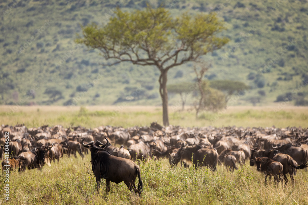 Migration of wildebeast during safari in National Park of Serengeti, Tanzania. Wild nature of Africa.