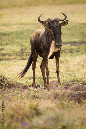 Single wildebeast during safari in National Park of Serengeti  Tanzania. Wild nature of Africa.