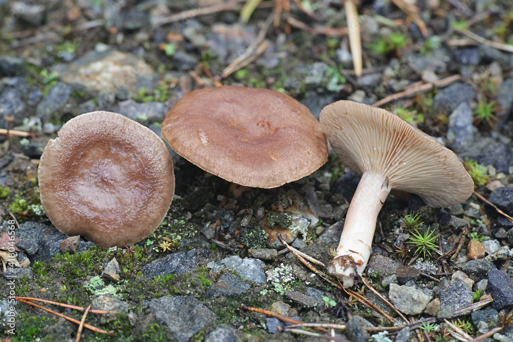 Lactarius mammosus, known as pap milkcap, edible wild mushroom from Finland Lactarius mammosus, known as pap milkcap, edible wild mushroom from Finland