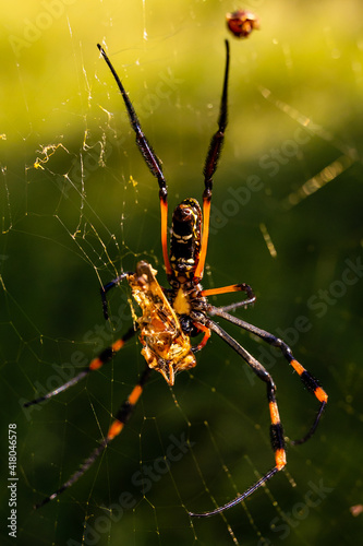 spider feeding © Caroleen