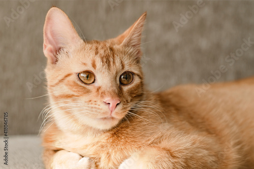 Ginger Hair Cat is lying on the Bed at Home