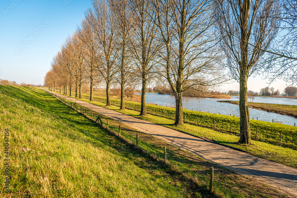 Long row of tall and bare trees along a country road at the foot of a Dutch dike. It's a sunny day at the end of the winter season.