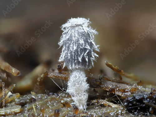 Schneeweißer Mist-Tintling (ca. 3mm hoch) photo