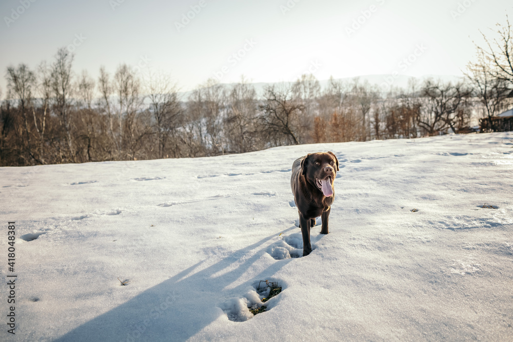 A dog walking on a snow covered field A dog walking on a snow covered field