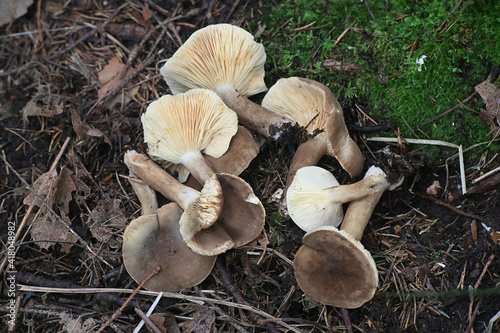 Lactarius fuliginosus, known as the sooty milkcap, wild mushroom from Finland photo