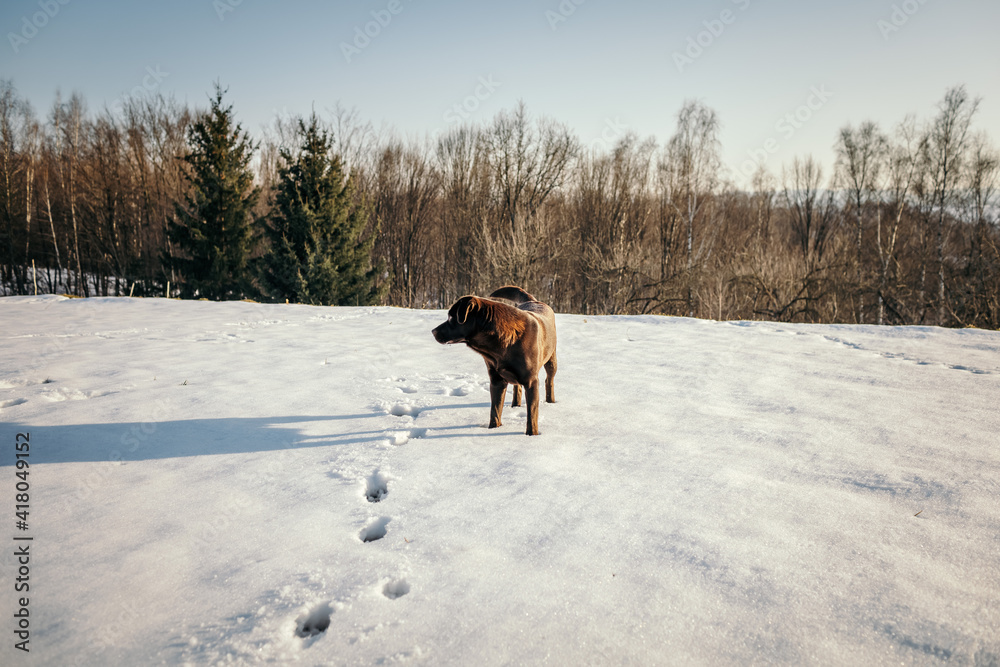 A dog standing on top of a snow covered field A dog standing on top of a snow covered field