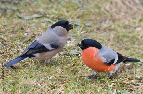 Couple of European bullfinch birds ( Pyrrhula pyrrhula)