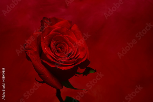red rose with red background