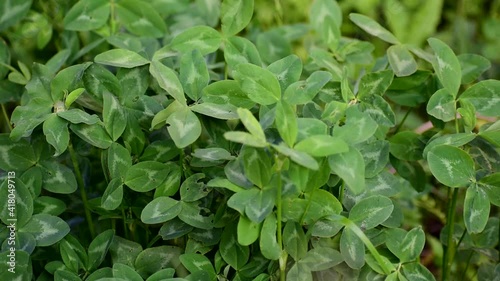 Wallpaper Mural Kulyushina grows in the field. Green leaves. animal feed. Torontodigital.ca