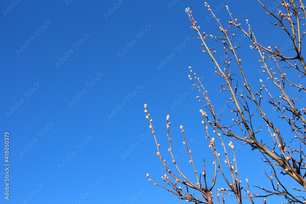 Branches of a tree with willows on the background of a clear blue sky Branches of a tree with willows on the background of a clear blue sky