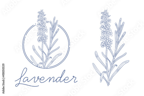 honey bee hand drawn illustration label