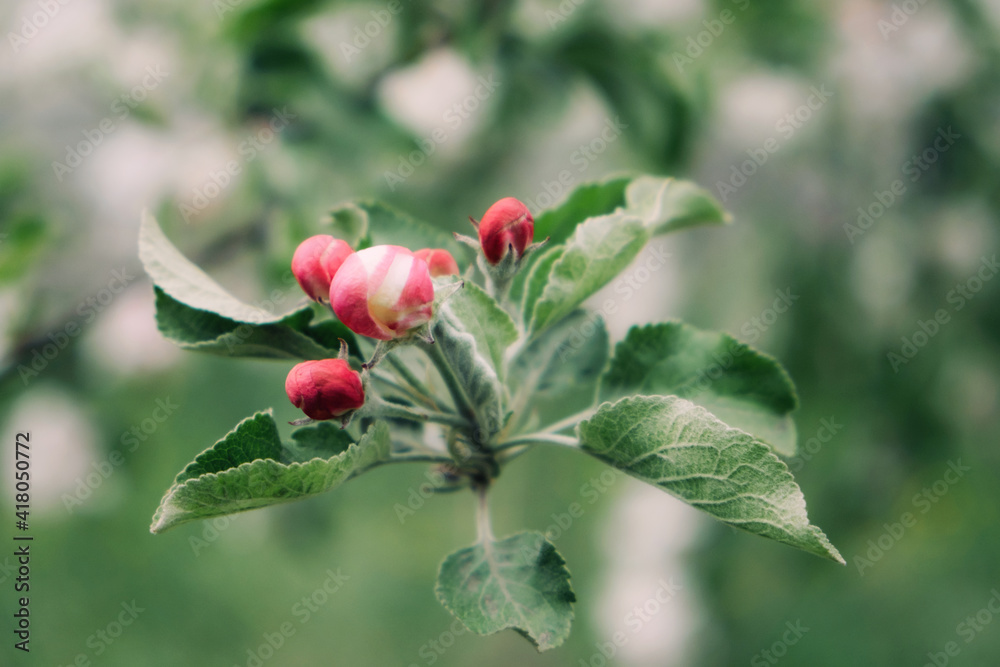 Spring flowers banner. Spring renewal, nature in spring, flowers, blooming, new life, pink flower, sakura blossom Spring flowers banner. Spring renewal, nature in spring, flowers, blooming, new life, pink flower, sakura blossom
