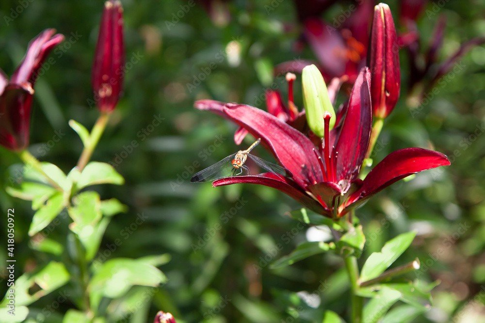 Dragonfly resting on the red lily petal. Closeup. Dragonfly resting on the red lily petal. Closeup.