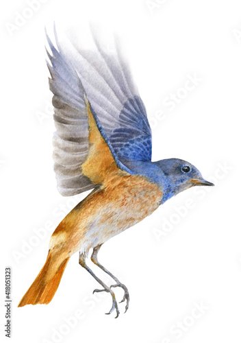Картината върху платно A flying bluebird  hand drawn in watercolor isolated on a white background