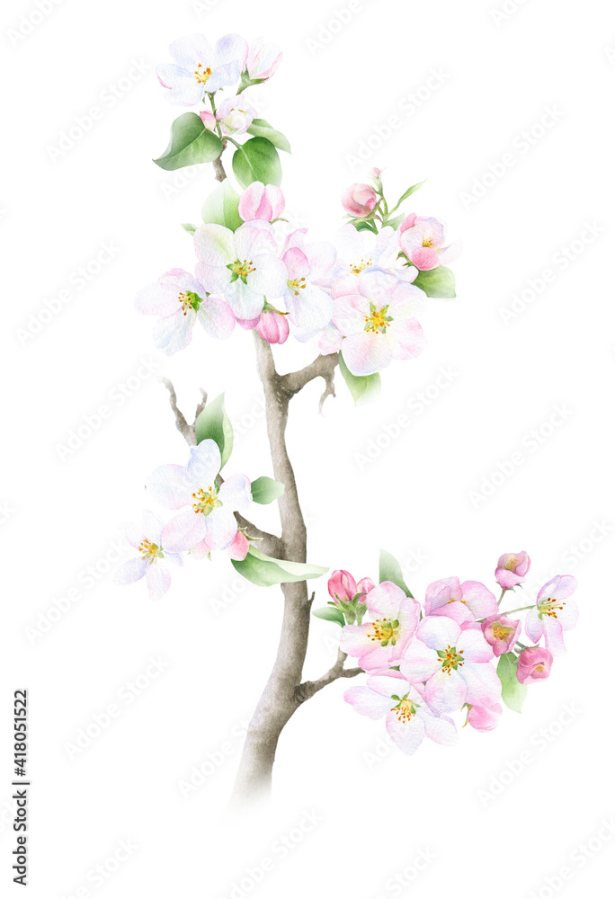 Blooming apple branch with flowers, buds and leaves hand drawn in watercolor isolated on a white background. Watercolor illustration. Apple blossom. Floral composition. Spring watercolor illustration Blooming apple branch with flowers, buds and leaves hand drawn in watercolor isolated on a white background. Watercolor illustration. Apple blossom. Floral composition. Spring watercolor illustration