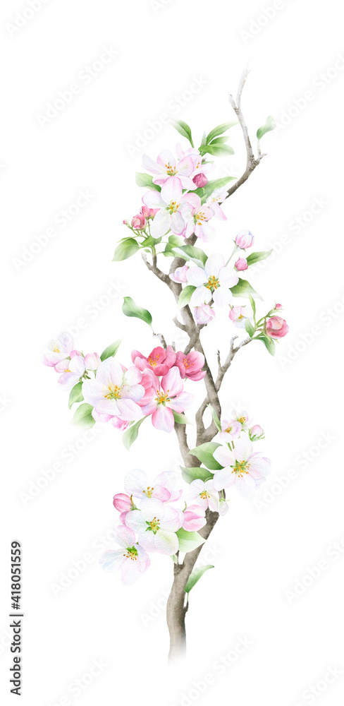 Blooming apple branch with flowers, buds and leaves hand drawn in watercolor isolated on a white background. Watercolor illustration. Apple blossom. Floral composition. Spring watercolor illustration
