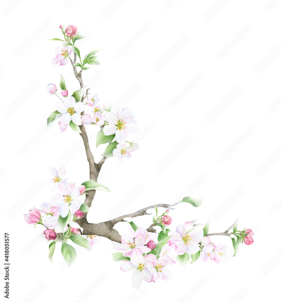 Blooming apple branch with flowers, buds and leaves hand drawn in watercolor isolated on a white background. Watercolor illustration. Apple blossom. Floral composition. Spring watercolor illustration