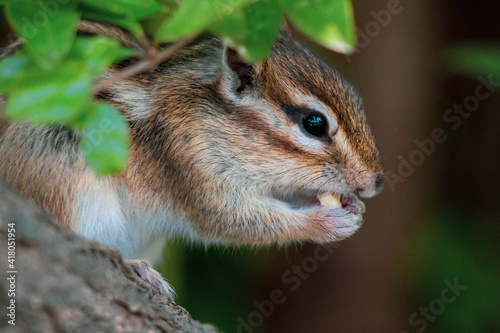 シマリス