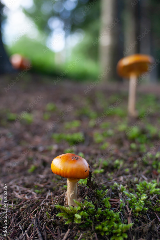 Close up of small brown mushroom with a round cap. Forest floor. Close up of small brown mushroom with a round cap. Forest floor.
