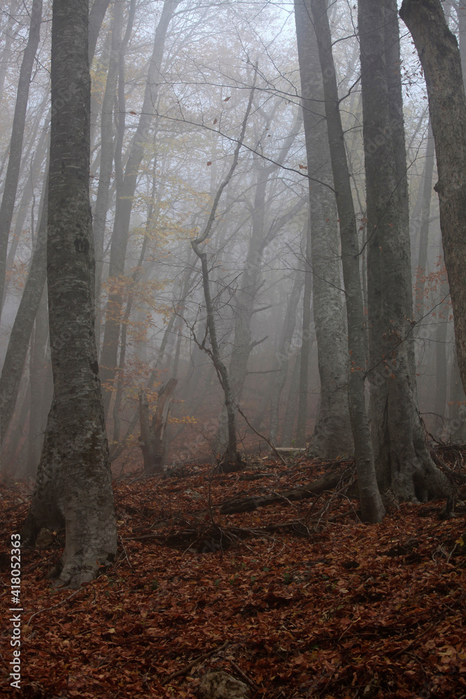 Beautiful autumn forest in the fog