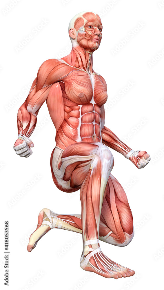 3D Rendering Male Anatomy Figure on White 3D Rendering Male Anatomy Figure on White