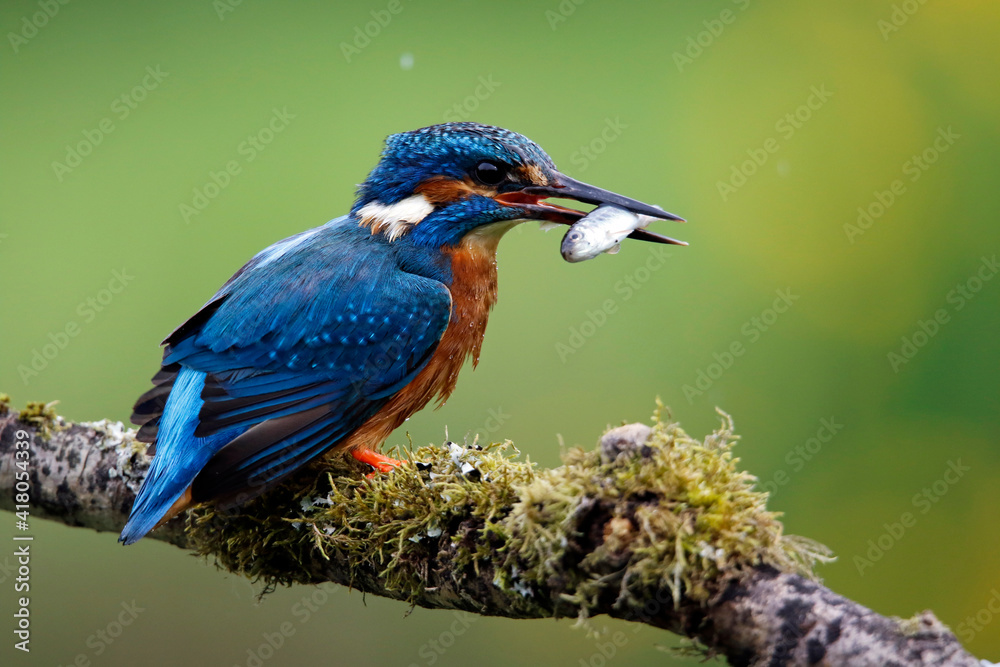 Male kingfisher fishing from a mossy branch