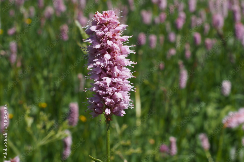 Schlangen-Knöterich oder Wiesen-Knöterich, Bistorta officinalis. Seiser Alm, Dolomiten, Südtirol. Schlangen-Knöterich oder Wiesen-Knöterich, Bistorta officinalis. Seiser Alm, Dolomiten, Südtirol.